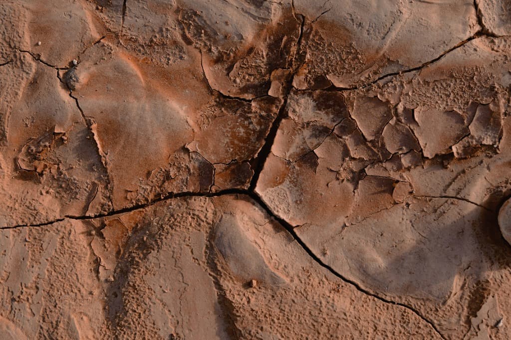 Veterinary Clinic Staff Management: Empower Your Team