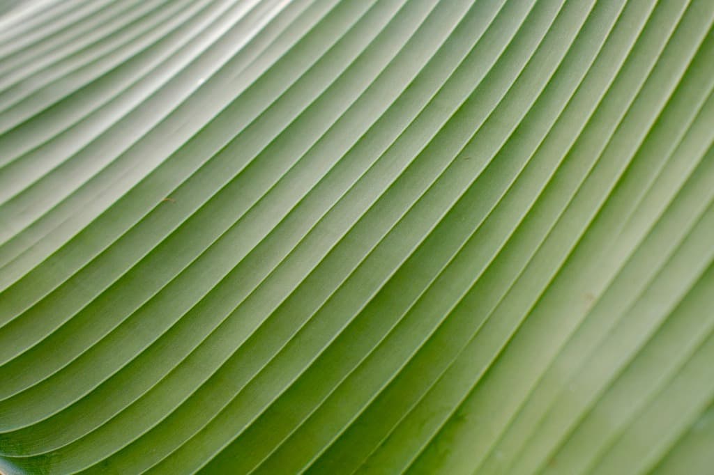 Sesli Dikte v2.0: Yapay Zeka ile Gelişmiş Veteriner Kayıt Sistemi