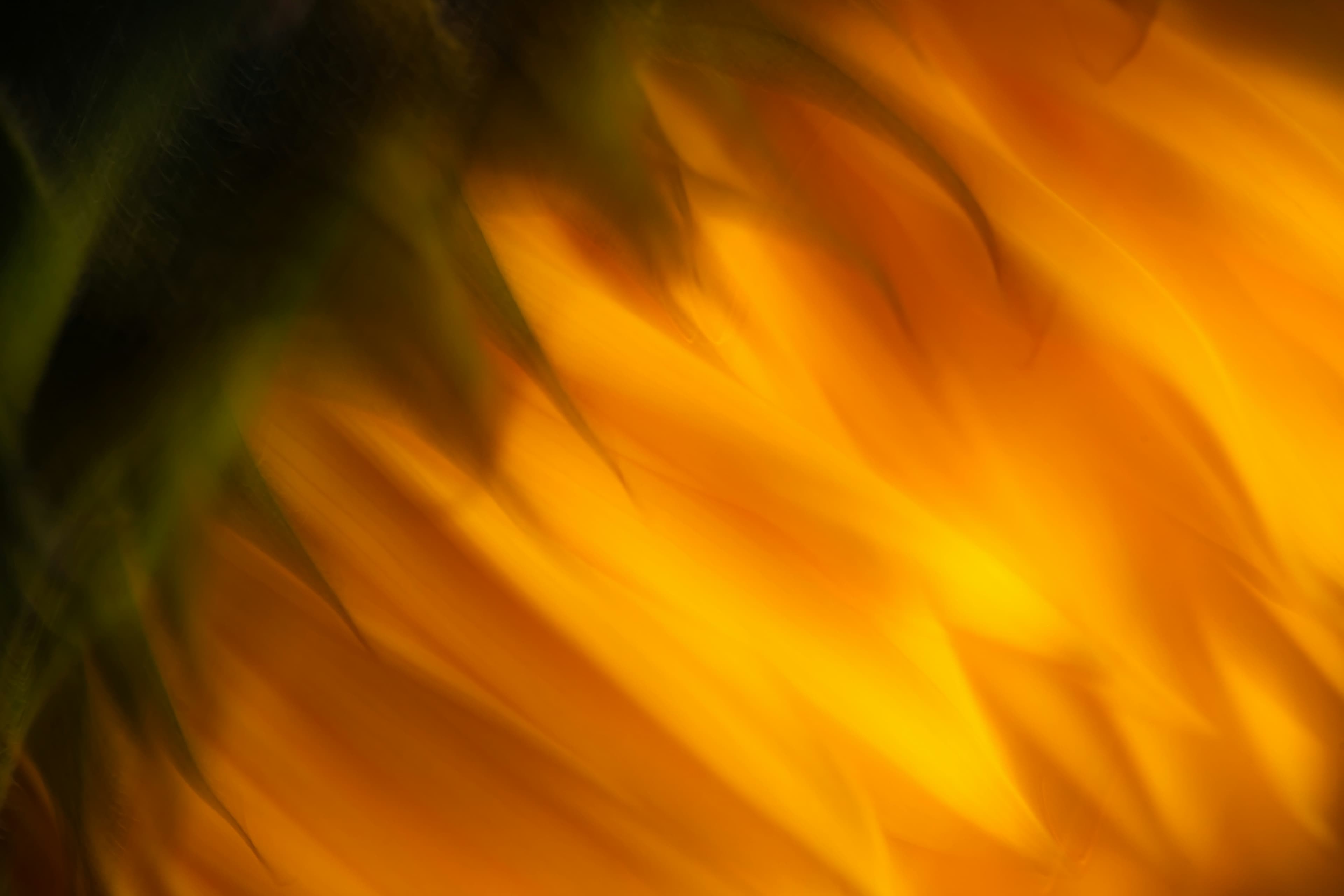 Why Your Veterinary Software Vendor Shouldn't Be Your Competitor