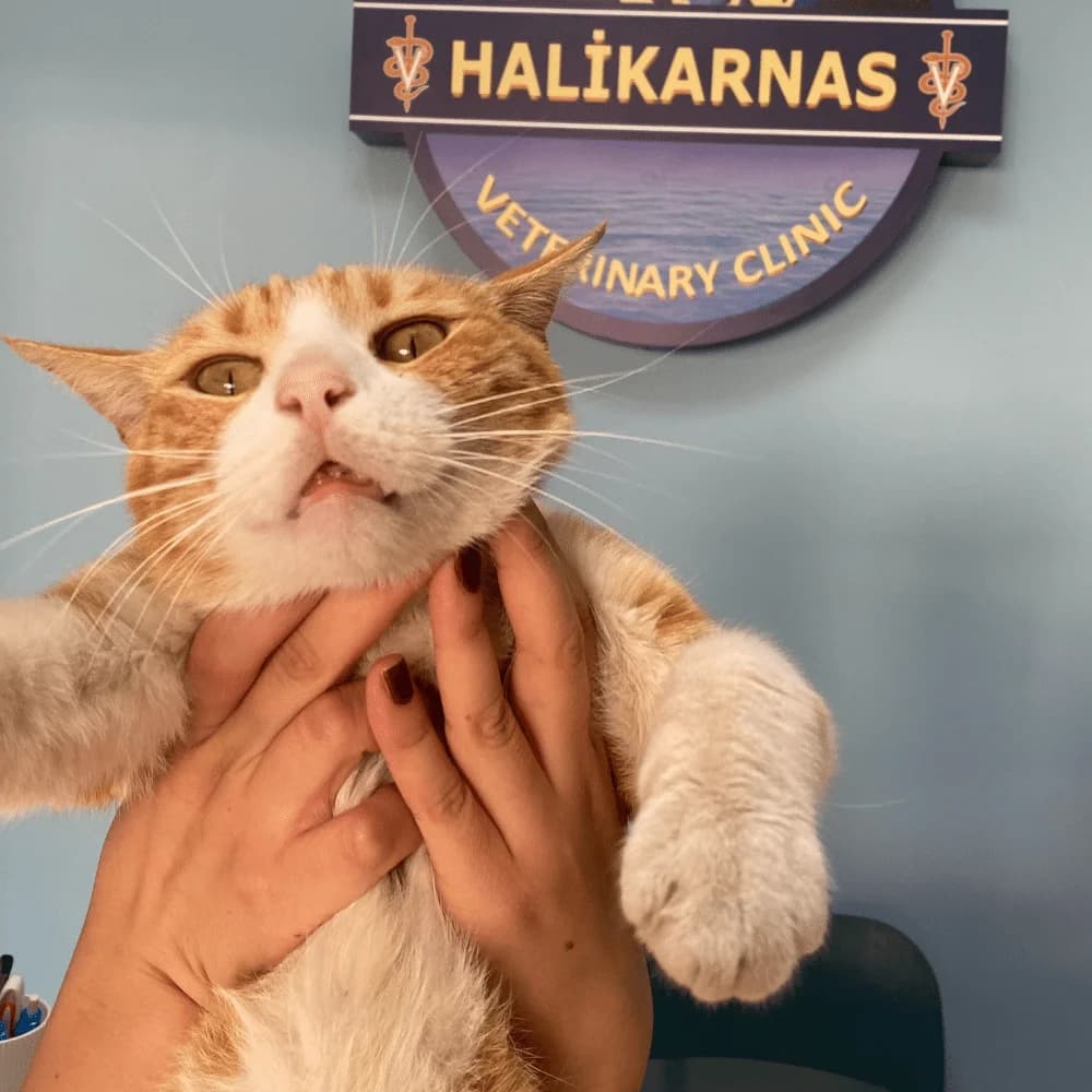 Halikarnas Veteriner Kliniği bakım alanındaki kedi