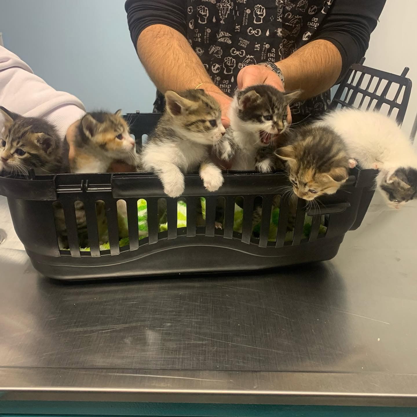 PetBusters Veteriner Kliniği bakım alanındaki yavru kediler