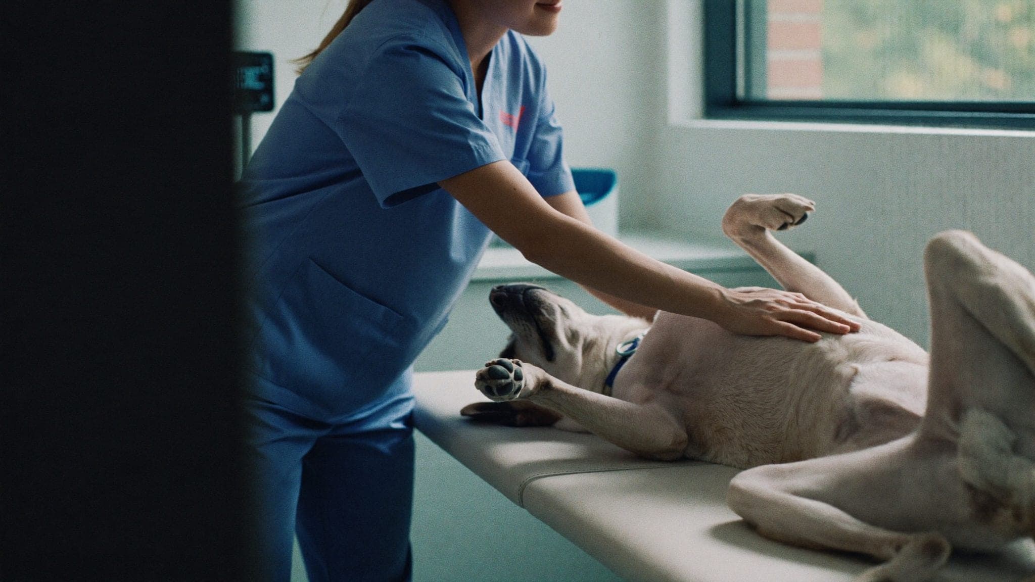 Mavi scrub giyen bir teknisyen, muayene masasında rahat duran bir köpeği kontrol ediyor