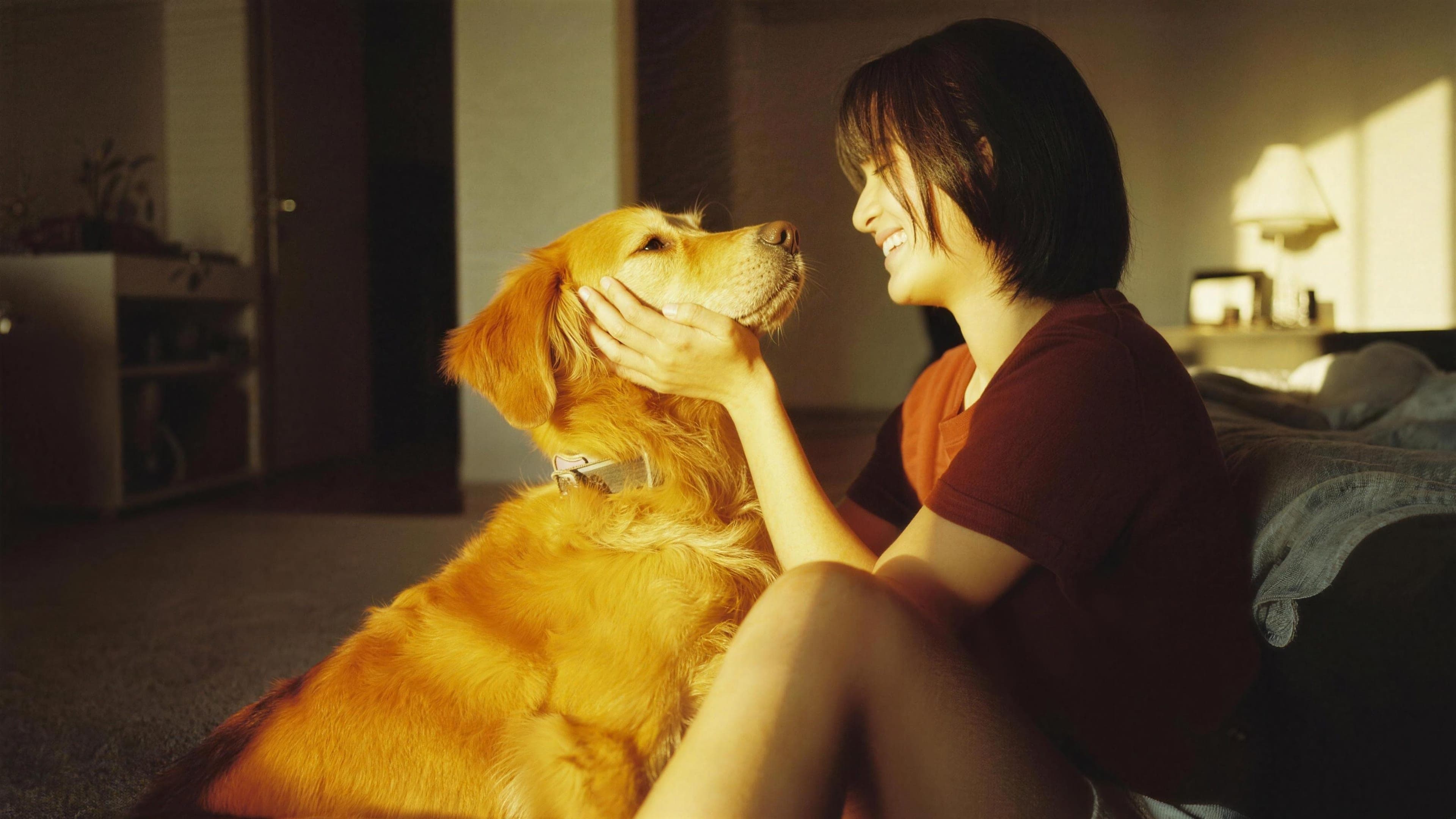 Sıcak ışıkta yüzünü nazikçe tutup gülümseyen bir kadına yukarı bakan golden retriever